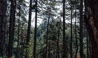 2020年正月二十一出生五行缺金女孩起名,缺金女孩高雅名字