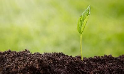 2020年腊月二十九小除夕出生命好吗,五行缺木的女宝宝如何起名?