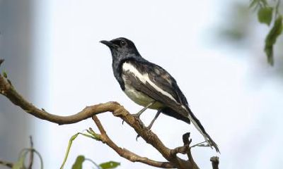 夏天出生的人五行缺水吗?如何起名好听?