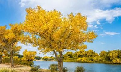 2020年农历二月二十六日出生男孩五行缺什么如何起名?