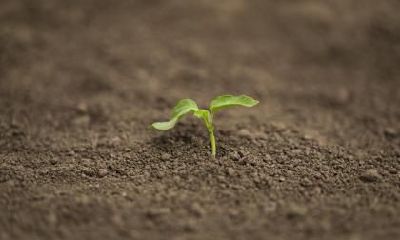 2019年芒种出生的男孩五行缺火的名字精选