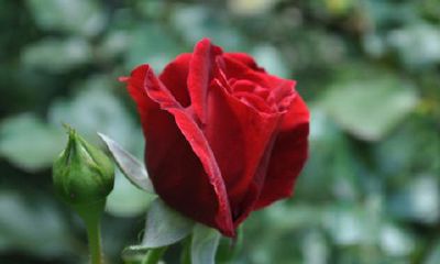 家中养玫瑰花吉祥如意吗