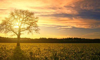 榉树在风水上的说法怎么样