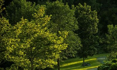 绿宝树开花预兆什么风水征兆