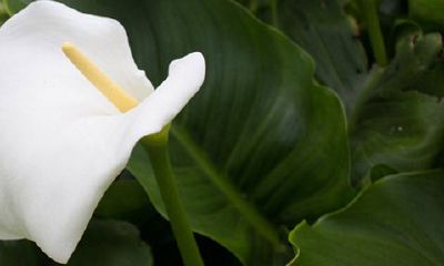 一帆风顺开花是好兆头吗