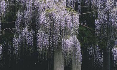 紫藤花的精神是什么