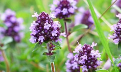 九里香引蛇是否确实