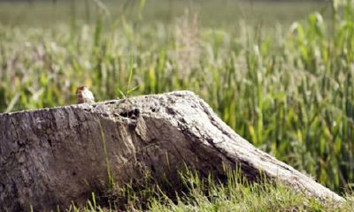 鸭脚木种在家里忌讳及风水功效