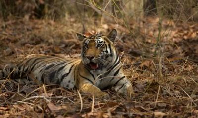 虎宝宝取名男孩姓张,2022年出生的男孩起名