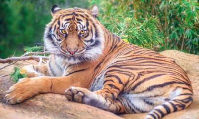 2022年农历四月出生的虎宝宝怎么起名?属虎宝宝起名