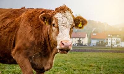 2021年农历三月宝宝缺火吗?农历三月牛宝宝取名字