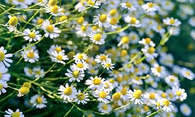 2021年2月18日雨水出生五行缺木女孩名字大全