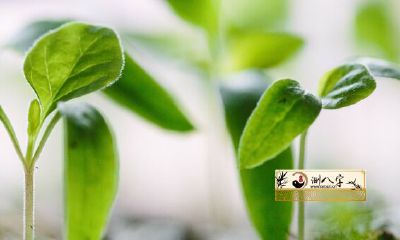 属相鼠2022年子嗣运