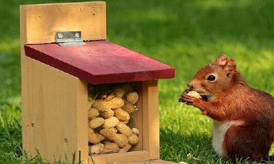 属相84鼠38岁后运势怎样