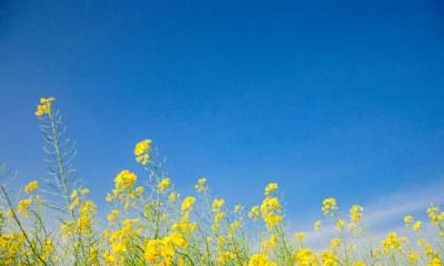 立春的含义是什么?立春是春天的第一天吗?