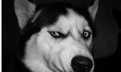 哈士奇类型的八字是怎样的?