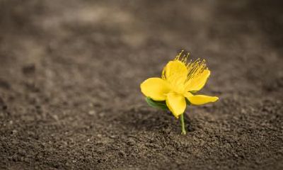 属蛇的中元节鬼节出生命好吗?这天有何纪念意义?