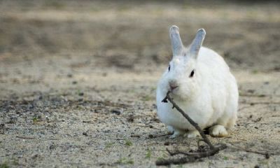 属相兔2022年几岁了