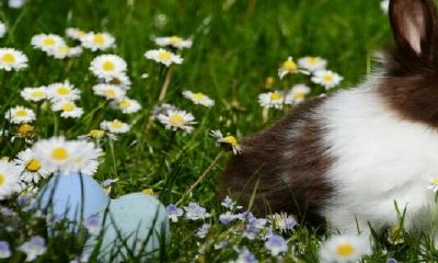 2022属兔今年有一难