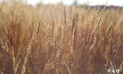 阳姓氏在百家姓中排第几名?得姓始祖是谁?