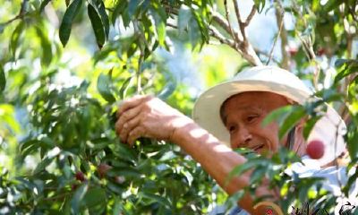 梦到自己去摘荔技