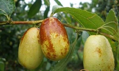 梦见枣树上会结许多枣