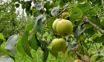 梦见梨树会结许多 梨