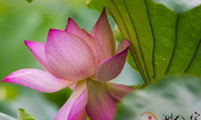 梦见莲花和莲蓬