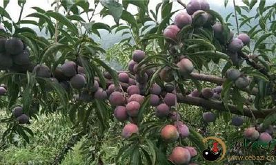 梦见好多李子树结许多李子果