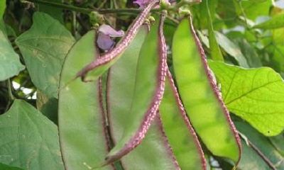 梦见在菜园子里许多荷兰豆