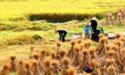 梦见稻谷被淋雨湿