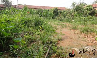 梦到院子里爬满野草