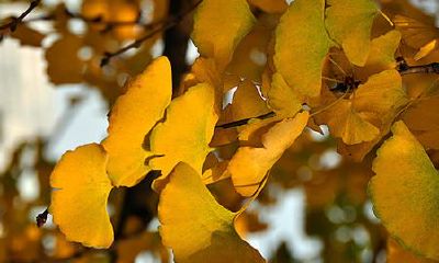 梦到银杏树叶撒落遍地