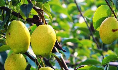 梦见梨子从树枝掉下去