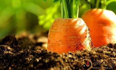 梦到田里种着红萝卜