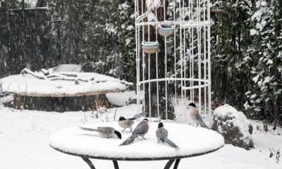 关于小雪的谚语你知道多少?小雪三侯是哪三侯?