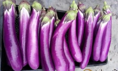 梦到大又圆的紫茄子