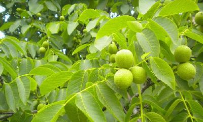 梦见好多核桃树