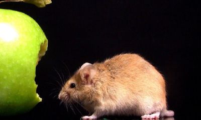 鼠和虎做生意和财吗