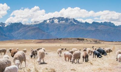 牛羊相配是绝命
