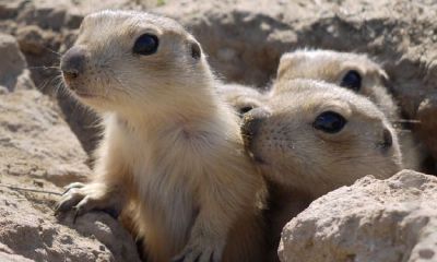 虎鼠不结亲是什么意思