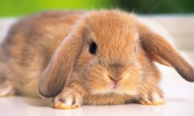 龙缠兔辈辈富是真是假