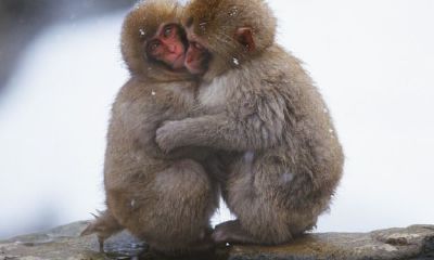 92男猴95女猪属相婚配好吗