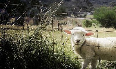 属羊的比属狗大3岁结婚不良影响