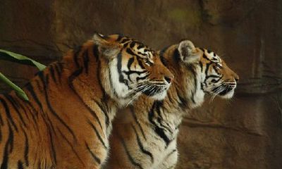 男虎和女蛇实际上十分配