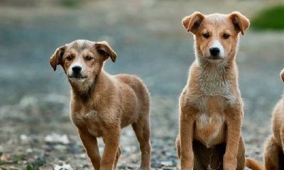 鸡狗在一起谁克谁