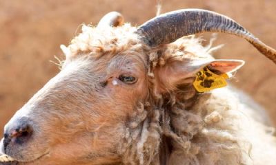 91羊女几月份出生旺夫