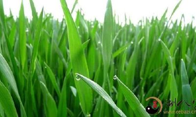 梦见麦苗郁郁葱葱一片