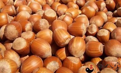 梦见我爬树去摘榛子仁吃