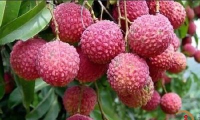 梦到自己去摘荔技吃